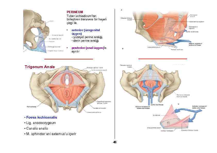 PERINEUM Tuber ischiadicum’ları birleştiren transvers bir hayali çizgi ile • anterior (ürogenital üçgen) -