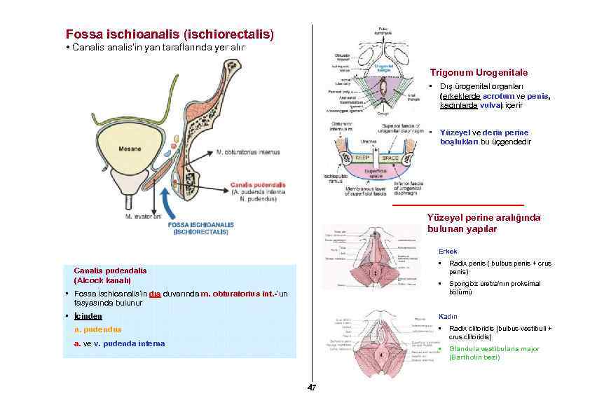 Fossa ischioanalis (ischiorectalis) • Canalis’in yan taraflarında yer alır Trigonum Urogenitale • Dış ürogenital