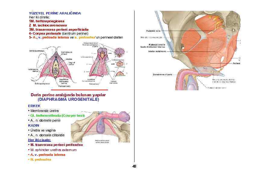 YÜZEYEL PERİNE ARALIĞINDA Her iki cinste; 1 M. bulbospongiosus 2 M. ischiocavernosus 3 M.