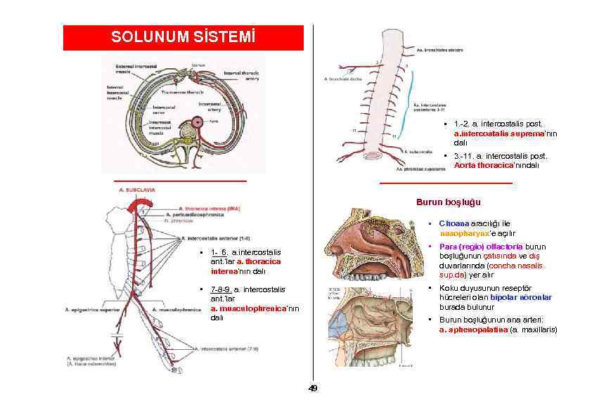 SOLUNUM SİSTEMİ • 1. -2. a. intercostalis post. a. intercostalis suprema’nın dalı • 3.