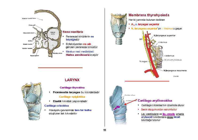 Membrana thyrohyoieda Her iki yanında bulunan delikten • A. , v. laryngea superior •