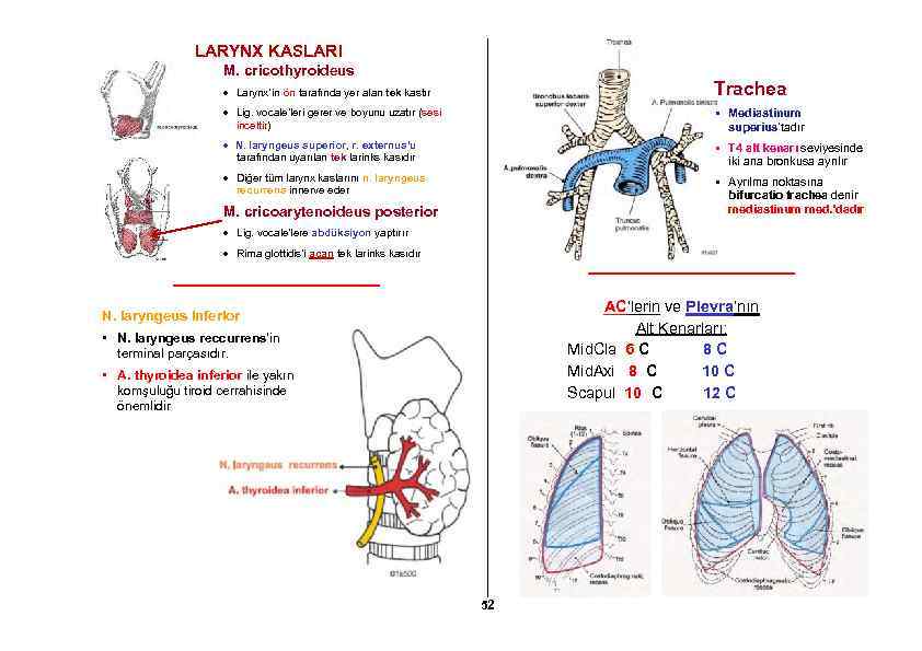 LARYNX KASLARI M. cricothyroideus Larynx’in ön tarafında yer alan tek kastır Trachea Lig. vocale’leri