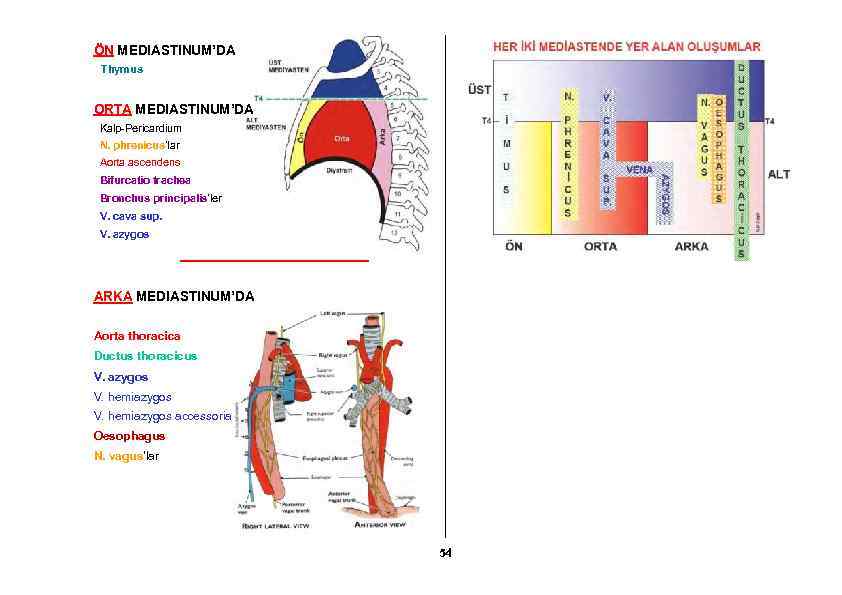 ÖN MEDIASTINUM’DA Thymus ORTA MEDIASTINUM’DA Kalp-Pericardium N. phrenicus’lar Aorta ascendens Bifurcatio trachea Bronchus principalis’ler