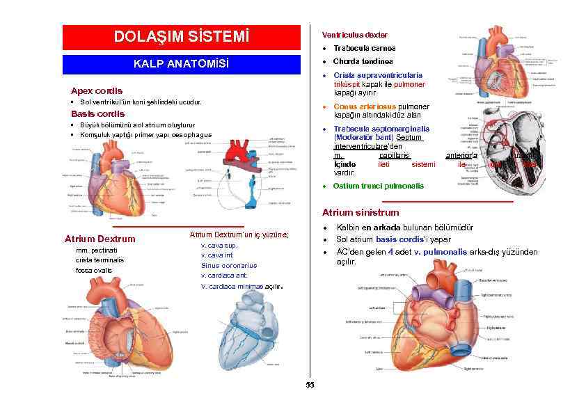 DOLAŞIM SİSTEMİ Ventriculus dexter Trabecula carnea Chorda tendinea KALP ANATOMİSİ Crista supraventricularis triküspit kapak