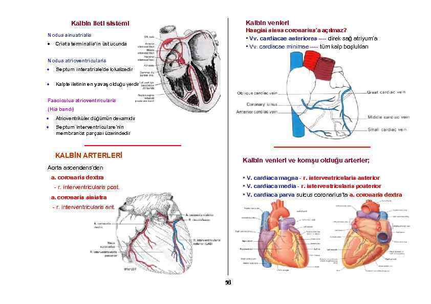 Kalbin venleri Kalbin ileti sistemi Hangisi sinus coronarius’a açılmaz? • Vv. cardiacae anteriores ----