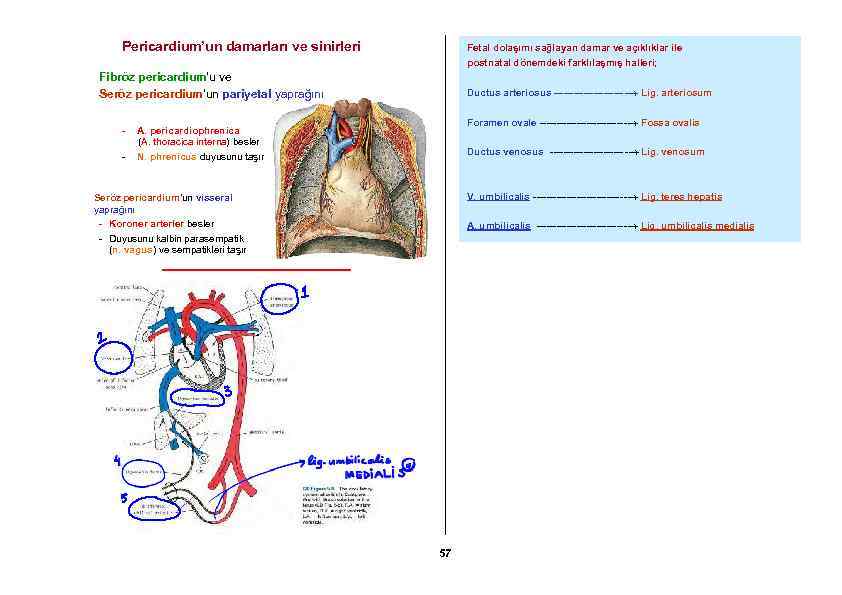 Pericardium’un damarları ve sinirleri Fetal dolaşımı sağlayan damar ve açıklıklar ile postnatal dönemdeki farklılaşmış