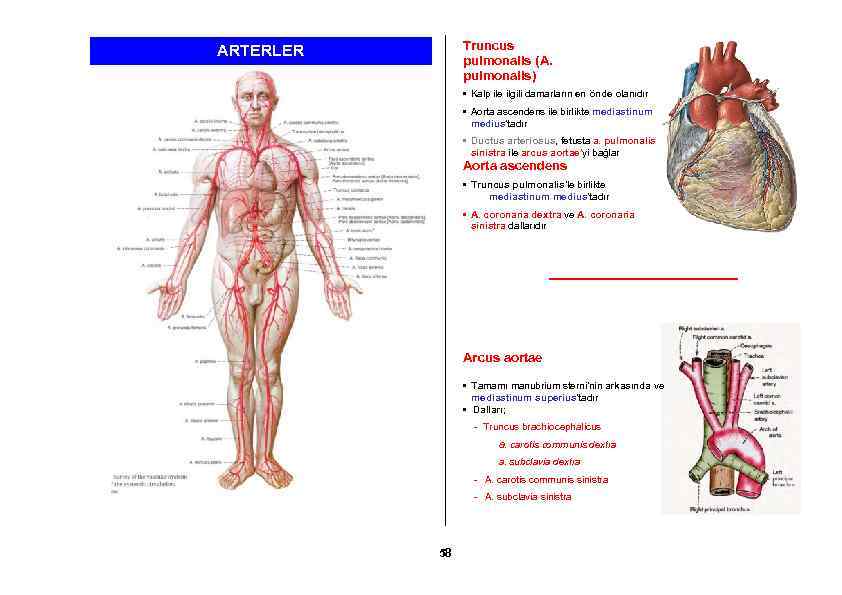 Truncus pulmonalis (A. pulmonalis) ARTERLER • Kalp ile ilgili damarların en önde olanıdır •