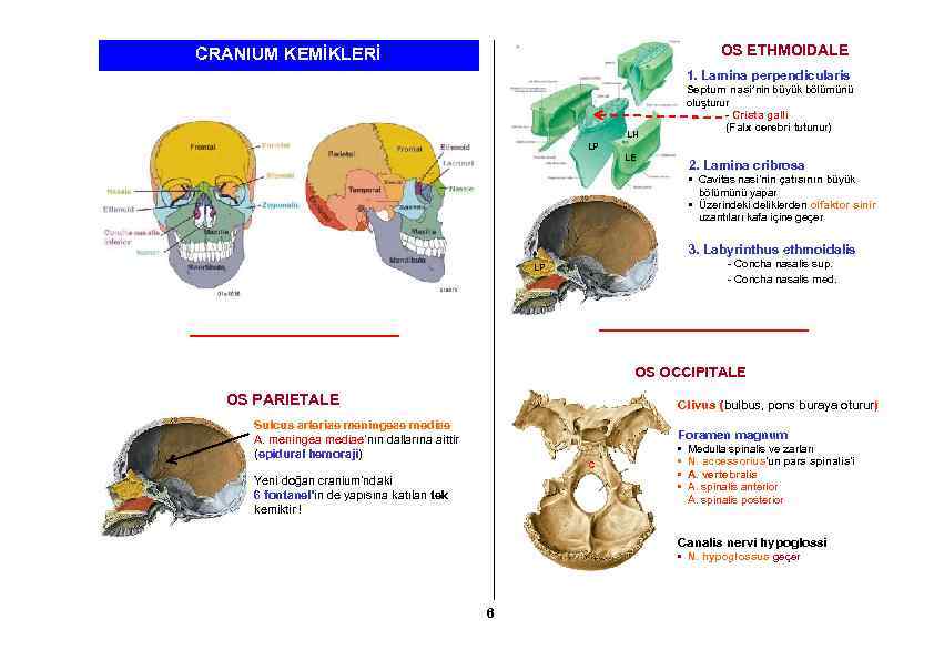 OS ETHMOIDALE CRANIUM KEMİKLERİ 1. Lamina perpendicularis Septum nasi’nin büyük bölümünü oluşturur - Crista