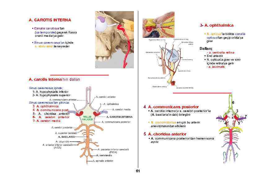 A. CAROTIS INTERNA 3 - A. ophthalmica • Canalis caroticus’tan (os temporale) geçerek fossa