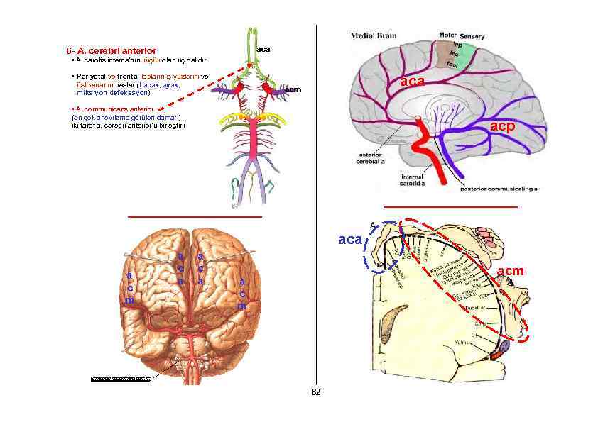 aca 6 - A. cerebri anterior • A. carotis interna’nın küçük olan uç dalıdır