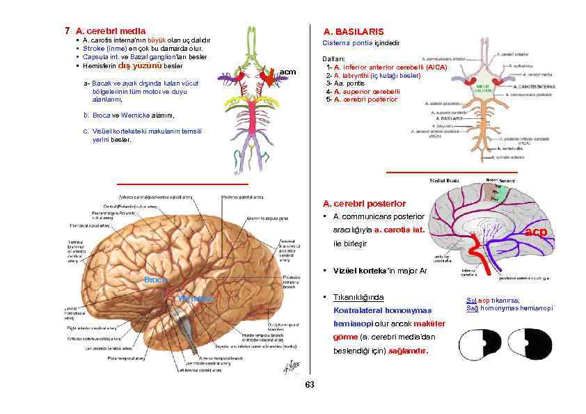 7 A. cerebri media • • A. BASILARIS A. carotis interna’nın büyük olan uç