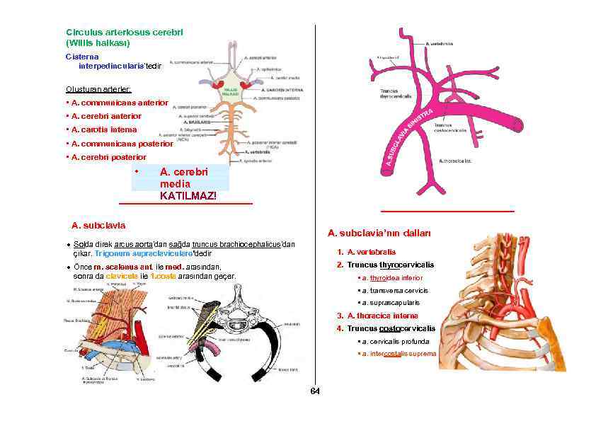 Circulus arteriosus cerebri (Willis halkası) Cisterna interpedincularis’tedir Oluşturan arterler; • A. communicans anterior •