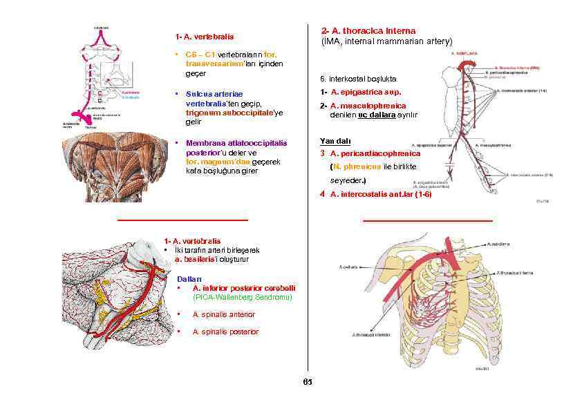 2 - A. thoracica interna (İMA, internal mammarian artery) 1 - A. vertebralis •