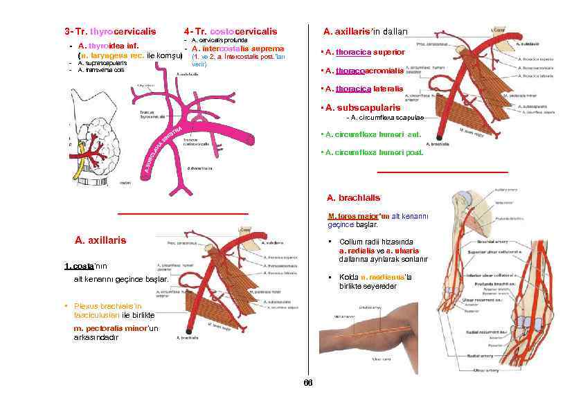 3 - Tr. thyrocervicalis A. axillaris’in dalları 4 - Tr. costocervicalis - A. cervicalis