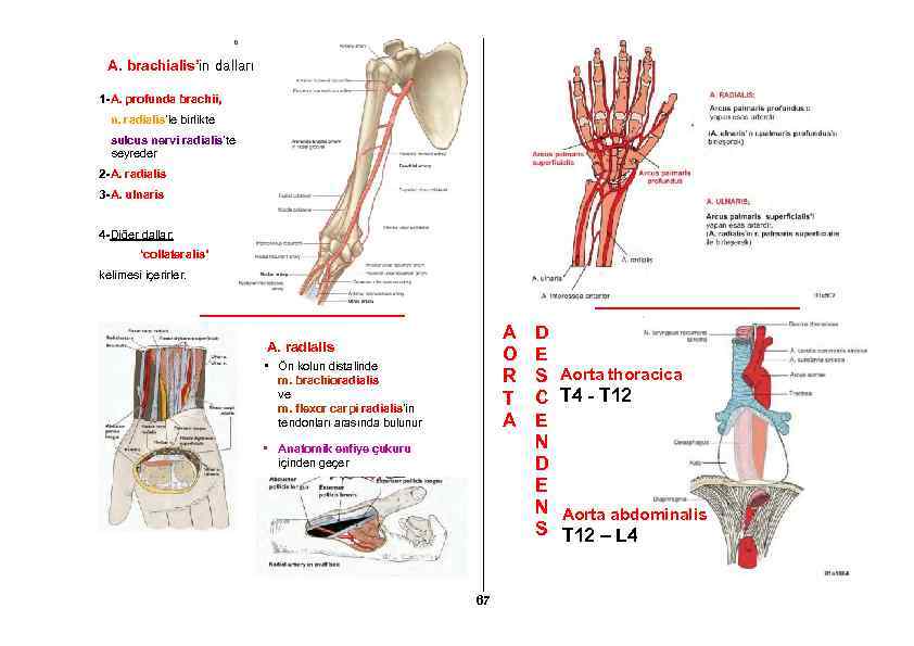 A. brachialis’in dalları 1 -A. profunda brachii, n. radialis’le birlikte sulcus nervi radialis’te seyreder