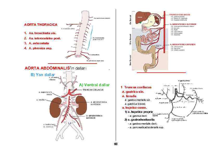 AORTA THORACICA 1. Aa. bronchialis sin. 2. Aa. intercostales post. 3. A. subcostalis 4.