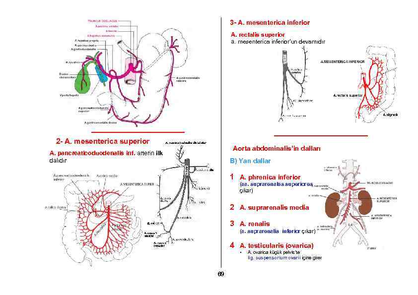 3 - A. mesenterica inferior A. rectalis superior a. mesenterica inferior’un devamıdır 2 -