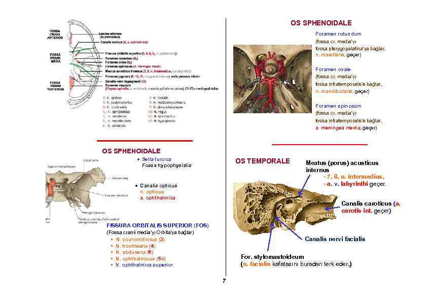 OS SPHENOIDALE Foramen rotundum (fossa cr. media’yı fossa pterygopalatina’ya bağlar, n. maxillaris, geçer) Foramen