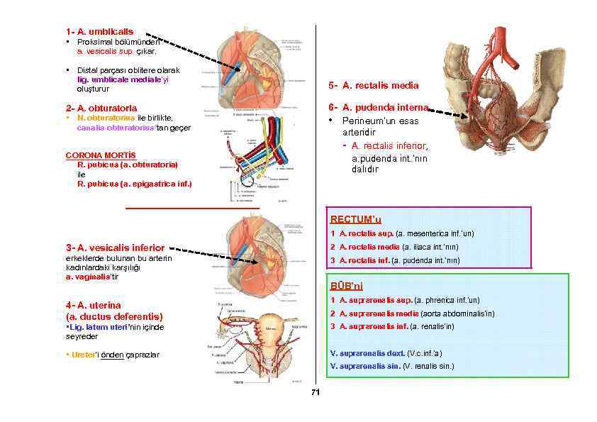 1 - A. umblicalis • Proksimal bölümünden a. vesicalis sup. çıkar. • Distal parçası