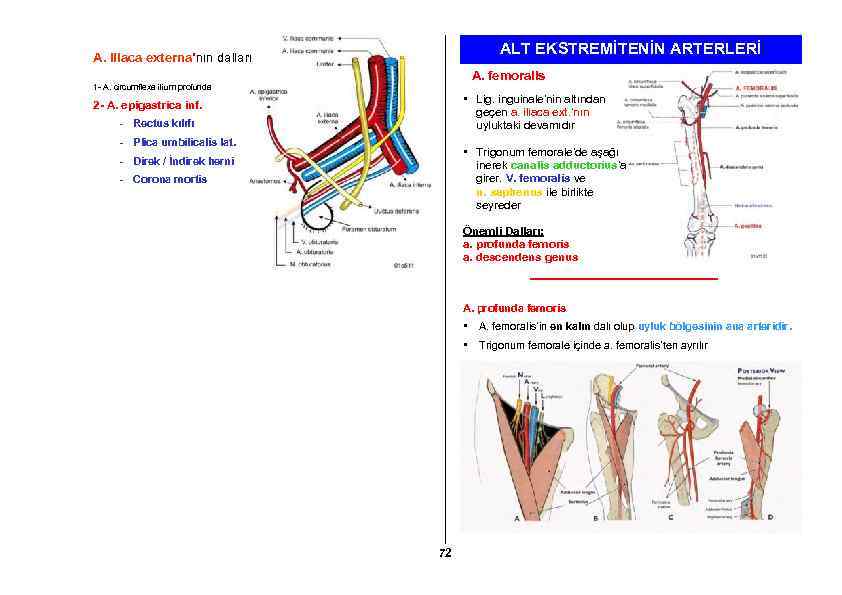 ALT EKSTREMİTENİN ARTERLERİ A. iliaca externa’nın dalları A. femoralis 1 - A. circumflexa ilium