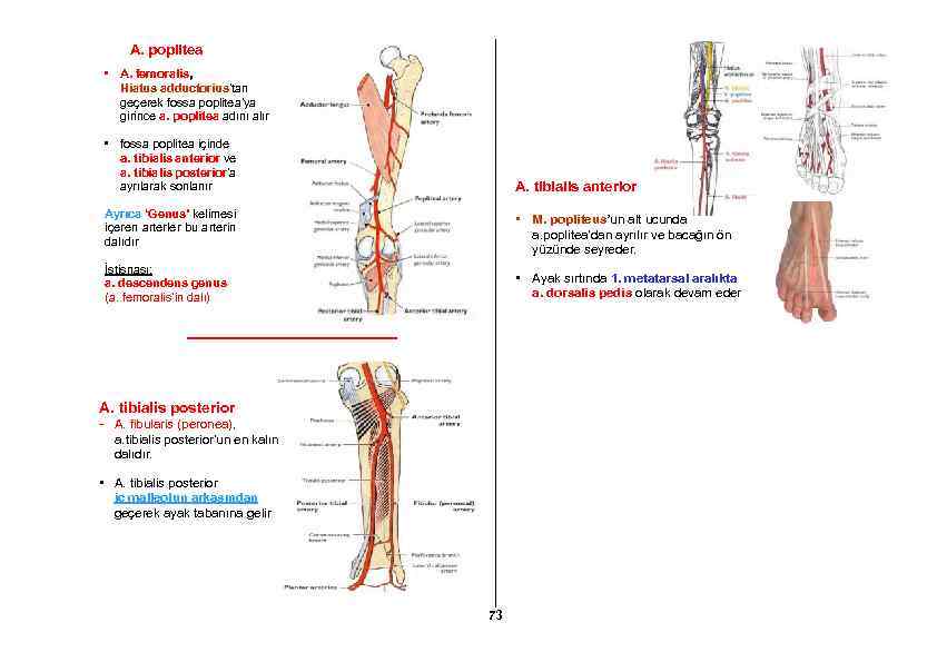 A. poplitea • A. femoralis, Hiatus adductorius’tan geçerek fossa poplitea’ya girince a. poplitea adını