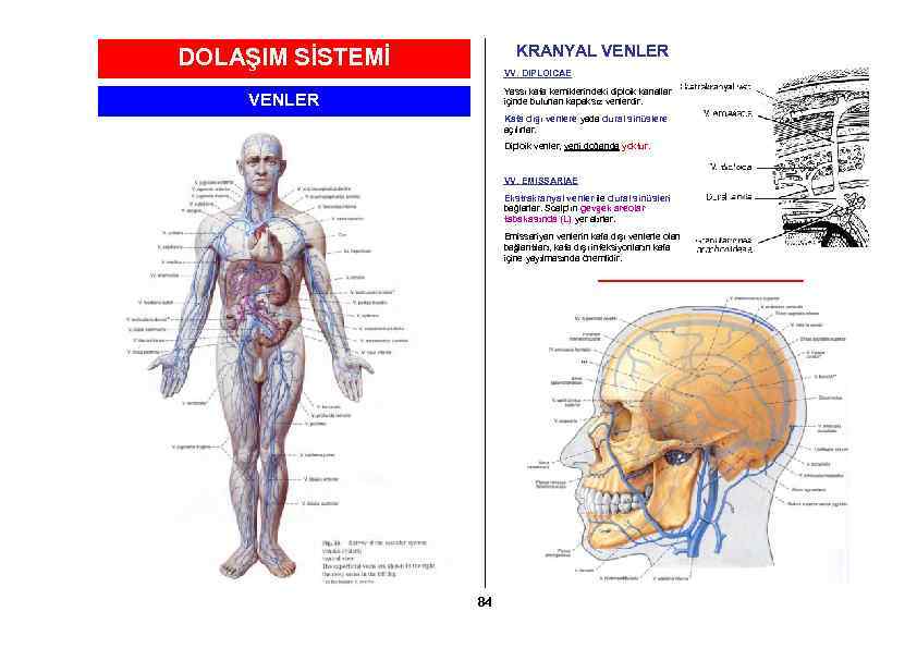 KRANYAL VENLER DOLAŞIM SİSTEMİ VV. DIPLOICAE Yassı kafa kemiklerindeki diploik kanallar içinde bulunan kapaksız