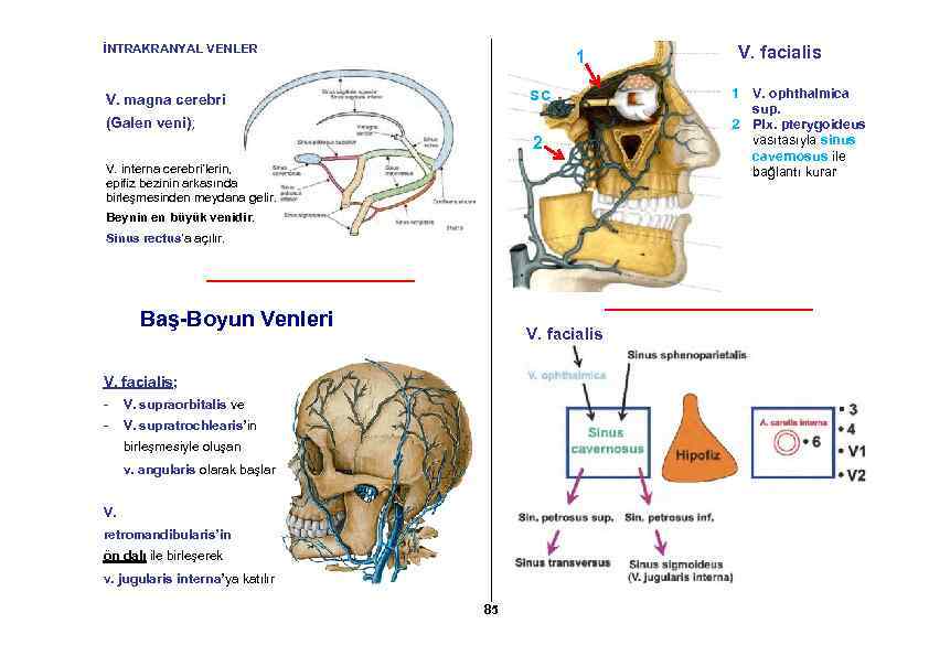 İNTRAKRANYAL VENLER 1 sc V. magna cerebri (Galen veni); 2 V. interna cerebri’lerin, epifiz