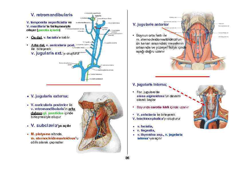 V. retromandibularis V. temporalis superficialis ve V. maxillaris’in birleşmesiyle oluşur (parotis içinde) • •