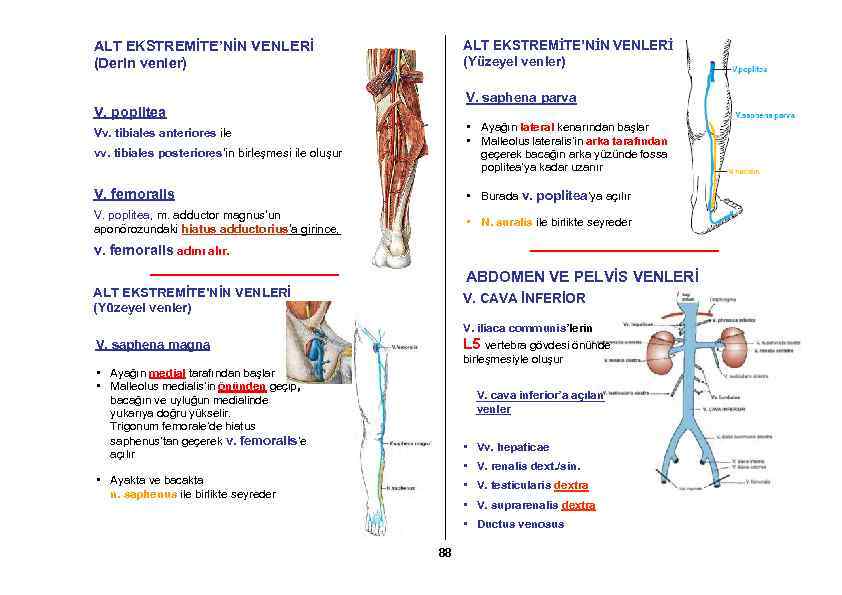 ALT EKSTREMİTE’NİN VENLERİ (Yüzeyel venler) ALT EKSTREMİTE’NİN VENLERİ (Derin venler) V. saphena parva V.