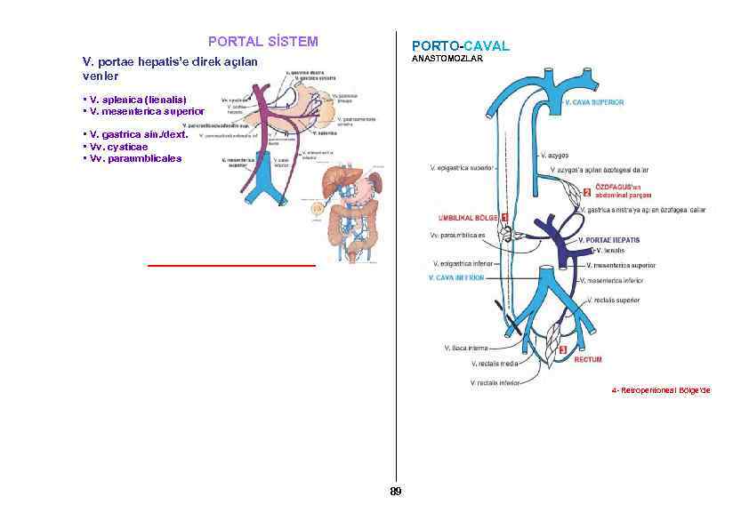 PORTAL SİSTEM PORTO-CAVAL ANASTOMOZLAR V. portae hepatis’e direk açılan venler • V. splenica (lienalis)