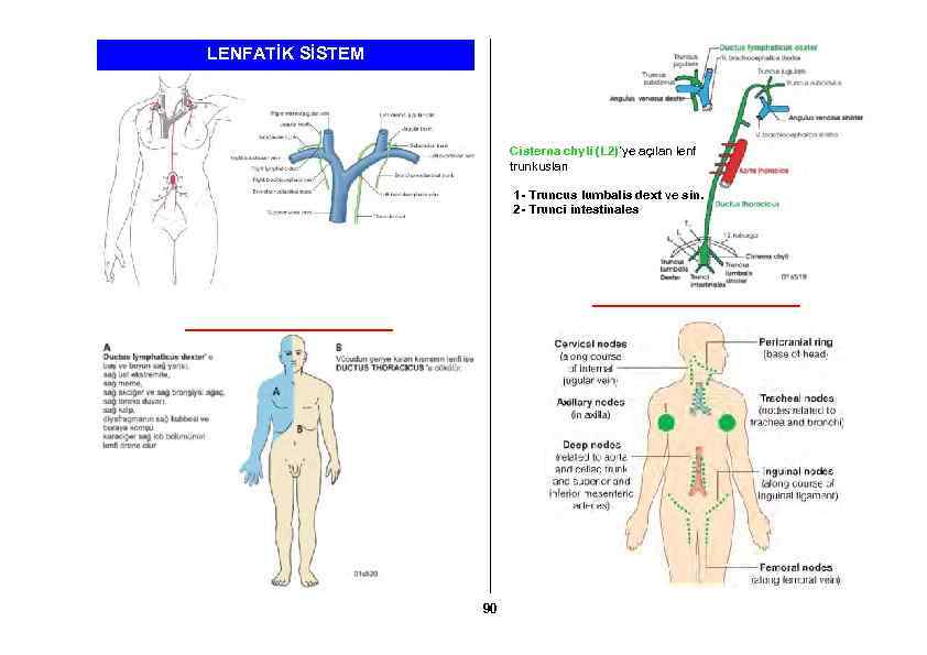 LENFATİK SİSTEM Cisterna chyli (L 2)’ye açılan lenf trunkusları 1 - Truncus lumbalis dext