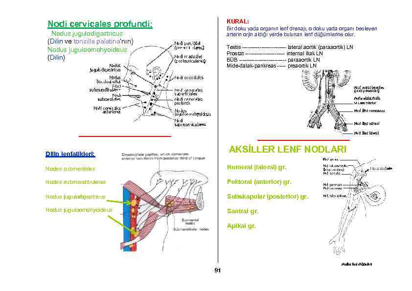 KURAL: Nodi cervicales profundi; Bir doku yada organın lenf drenajı, o doku yada organı
