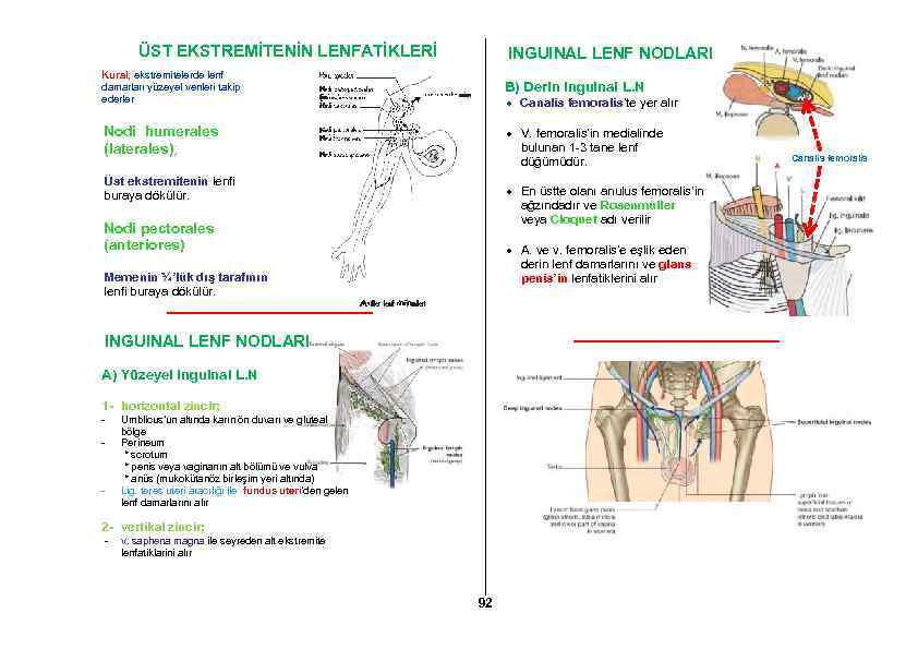 ÜST EKSTREMİTENİN LENFATİKLERİ INGUINAL LENF NODLARI Kural; ekstremitelerde lenf damarları yüzeyel venleri takip ederler