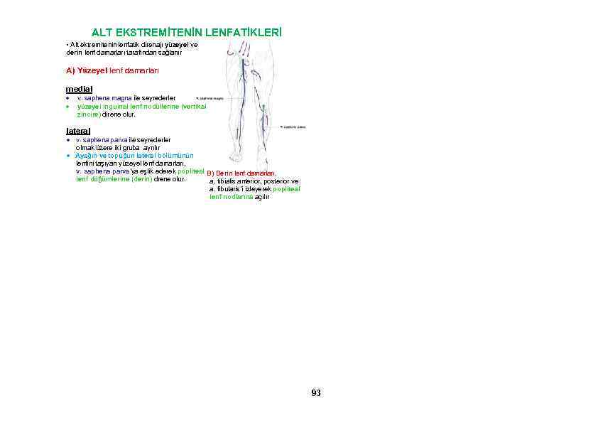 ALT EKSTREMİTENİN LENFATİKLERİ • Alt ektremitenin lenfatik direnajı yüzeyel ve derin lenf damarları tarafından