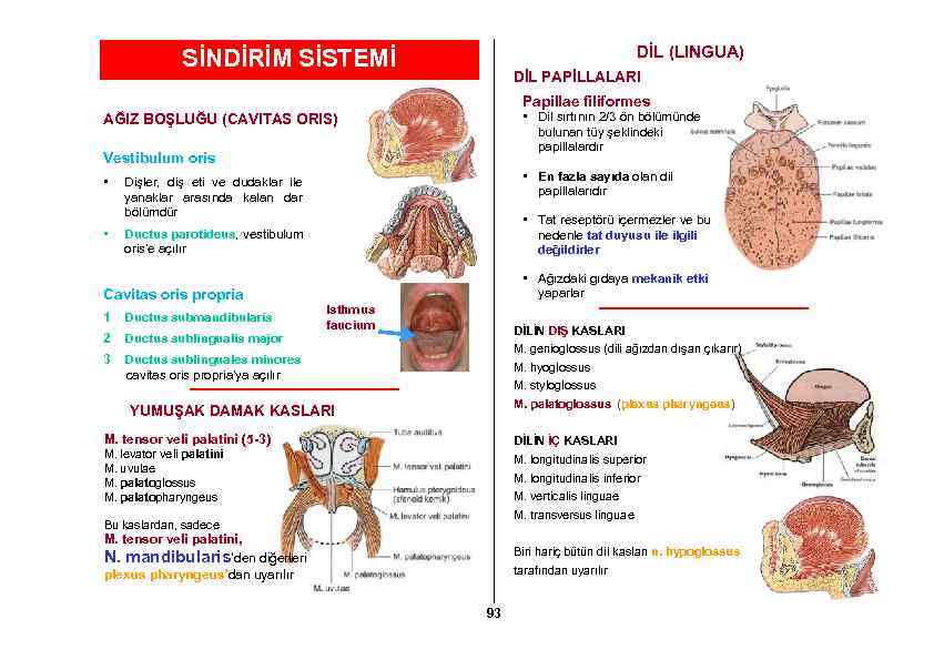 DİL (LINGUA) SİNDİRİM SİSTEMİ DİL PAPİLLALARI Papillae filiformes • Dil sırtının 2/3 ön bölümünde