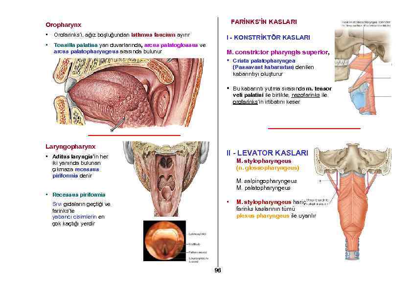 FARİNKS’İN KASLARI Oropharynx • Orofarinks’i, ağız boşluğundan Isthmus faucium ayırır I - KONSTRİKTÖR KASLARI