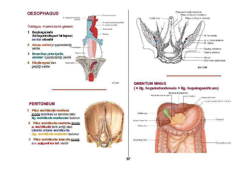 OESOPHAGUS Özofagus, 4 yerde darlık gösterir; 1 Başlangıcında (faringoözofageal birleşme) en dar olanıdır 2