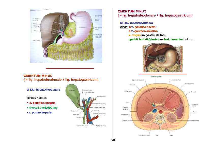 OMENTUM MINUS ( = lig. hepatoduodenale + lig. hepatogastricum) b) Lig. hepatogastricum içinde; a.