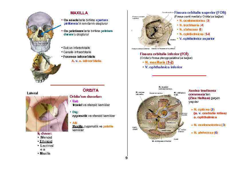 Fissura orbitalis superior (FOS) MAXILLA (Fossa cranii media’yı Orbita’ya bağlar) • Os nasale’lerle birlikte