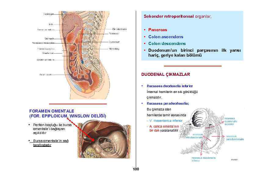 Sekonder retroperitoneal organlar, • Pancreas • Colon ascendens • Colon descendens • Duodenum’un birinci