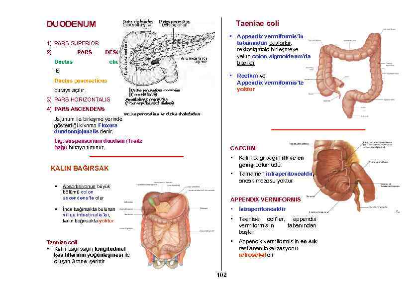 Taeniae coli DUODENUM • Appendix vermiformis’in tabanından başlarlar, rektosigmoid birleşmeye yakın colon sigmoideum’da biterler