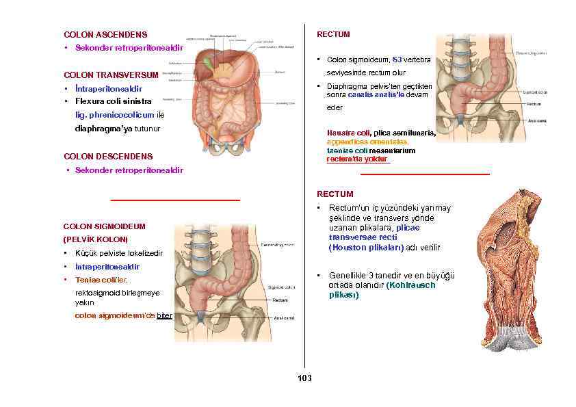 COLON ASCENDENS RECTUM • Sekonder retroperitonealdir • Colon sigmoideum, S 3 vertebra seviyesinde rectum