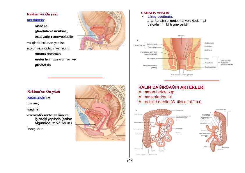 CANALIS • Linea pectinata, anal kanalın endodermal ve ektodermal parçalarının birleşme yeridir Rektum’un Ön