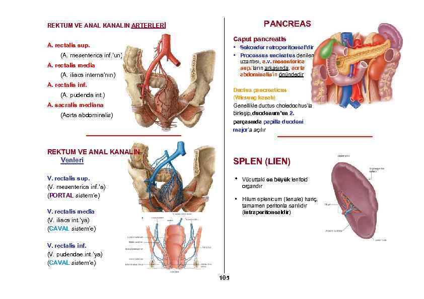 PANCREAS REKTUM VE ANAL KANALIN ARTERLERİ Caput pancreatis A. rectalis sup. • Sekonder retroperitoneal’dir