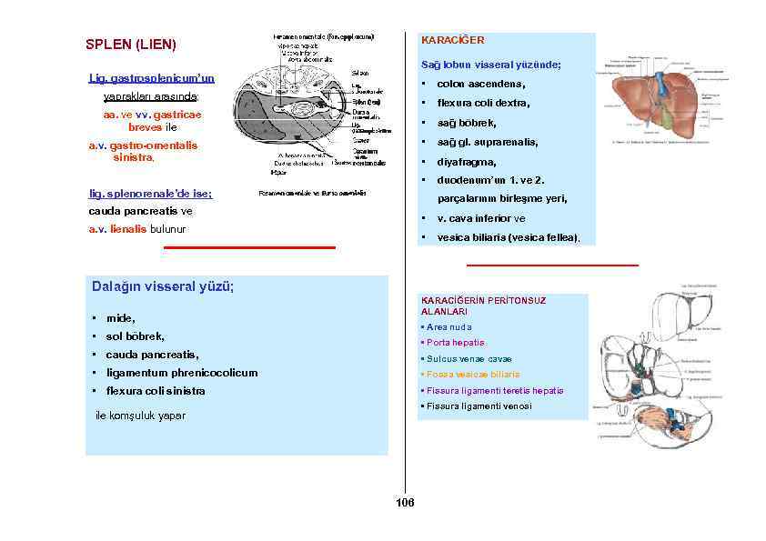 KARACİĞER SPLEN (LIEN) Sağ lobun visseral yüzünde; Lig. gastrosplenicum’un • colon ascendens, yaprakları arasında;