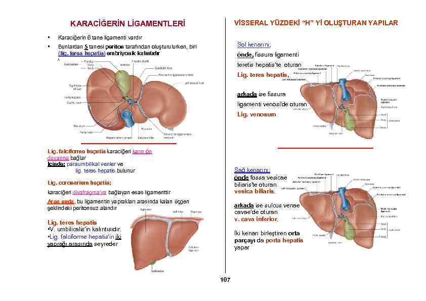 KARACİĞERİN LİGAMENTLERİ • Karaciğerin 6 tane ligamenti vardır • VİSSERAL YÜZDEKİ “H” Yİ OLUŞTURAN