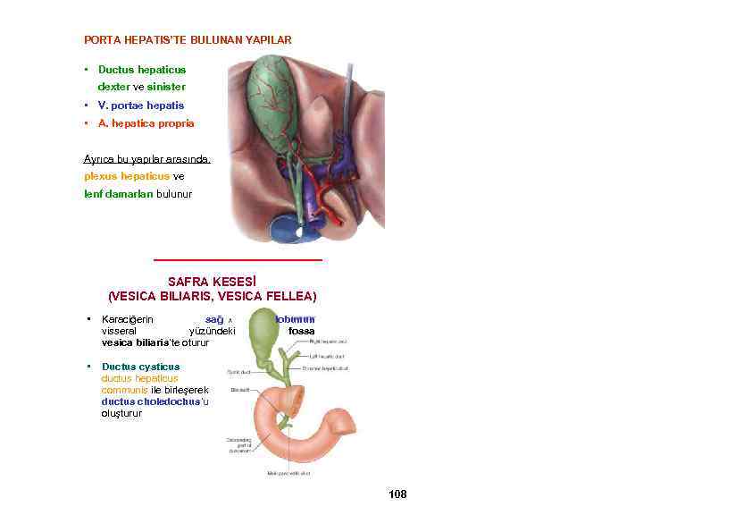 PORTA HEPATIS’TE BULUNAN YAPILAR • Ductus hepaticus dexter ve sinister • V. portae hepatis