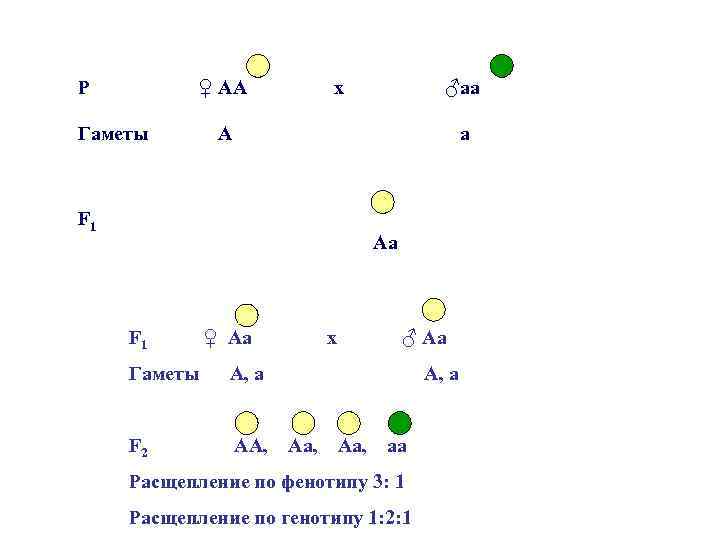 P ♀ AA Гаметы х ♂aa А а F 1 Аа F 1 ♀