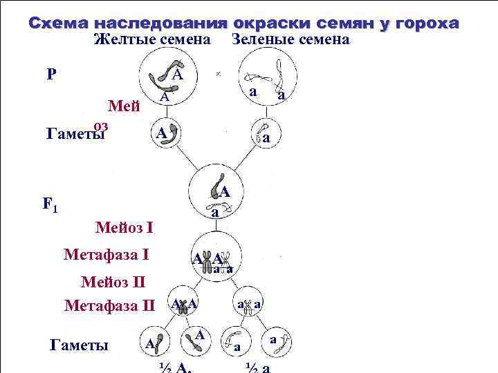 При скрещивании гороха желтыми семенами. Наследование окраски семян гороха. Наследование окраски и формы семян у гороха. Схема наследования окраски и формы семян у гороха. Схема стерилизации семян гороха.