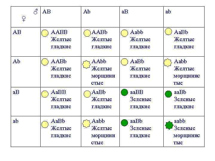  ♂ АВ ♀ Аb a. B аb АВ ААВВ Желтые гладкие ААВb Желтые